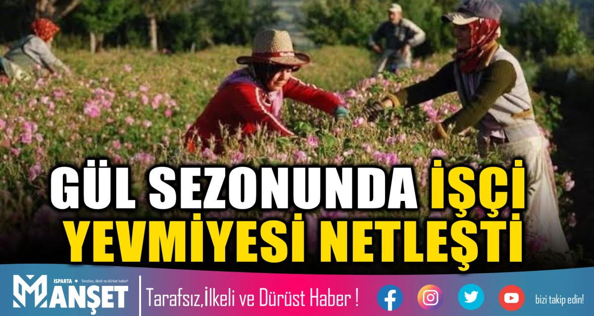 2026 G&uuml;l Sezonunda Toplama &Uuml;creti Belirlendi