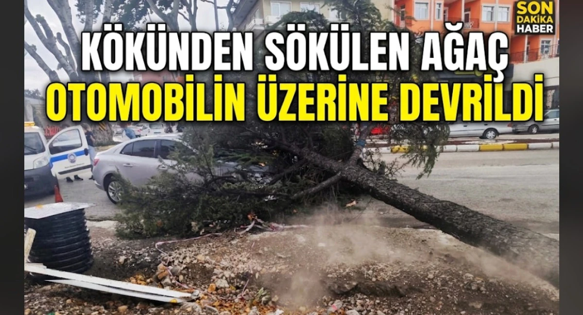 AĞA&Ccedil; ARACIN &Uuml;ZERİNE D&Uuml;ŞT&Uuml;