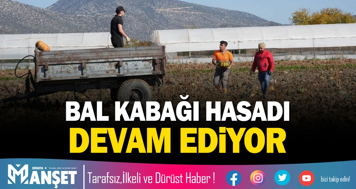 Bal Kabağı Hasadı Devam Ediyor