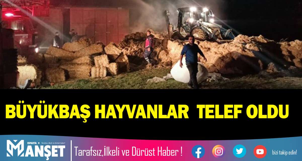 BÜYÜKBAŞ HAYVANLAR  TELEF OLDU
