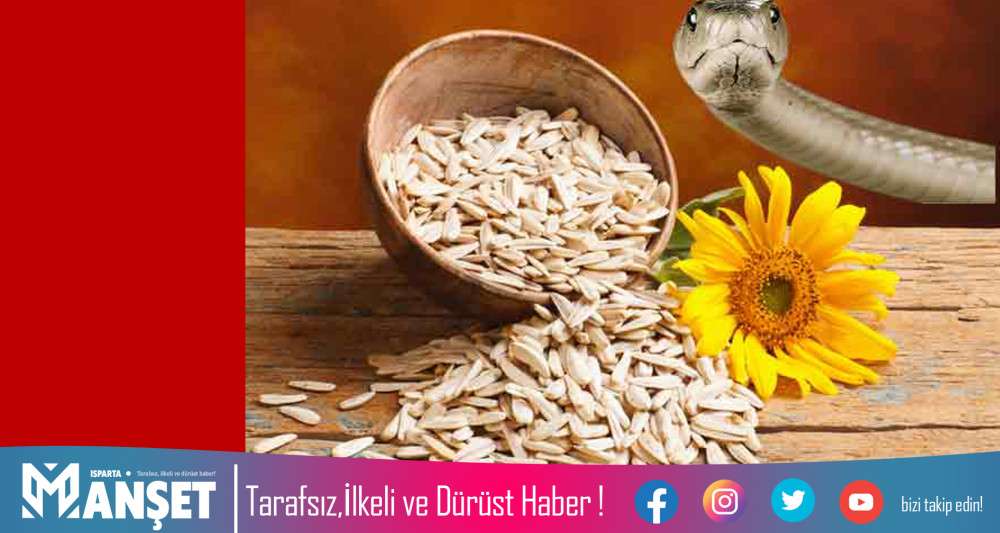 DAHA NELER!....ÇEKİRDEK PAKETİNİN İÇİNDEN YILAN KAFASI ÇIKTI