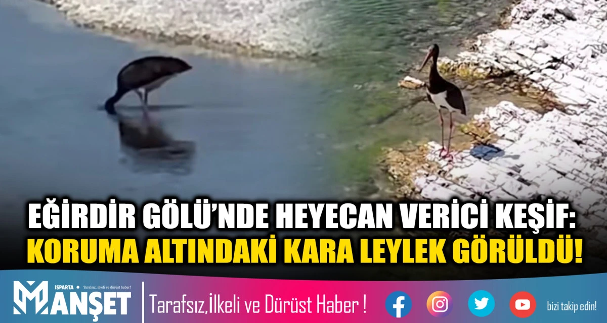 EĞİRDİR G&Ouml;L&Uuml;&rsquo;NDE HEYECAN VERİCİ KEŞİF: KORUMA ALTINDAKİ KARA LEYLEK G&Ouml;R&Uuml;LD&Uuml;!