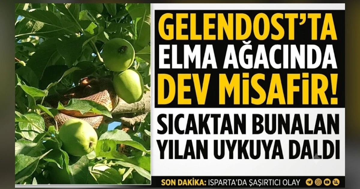 GELENDOST'DA DEV YILAN G&Ouml;R&Uuml;LD&Uuml;