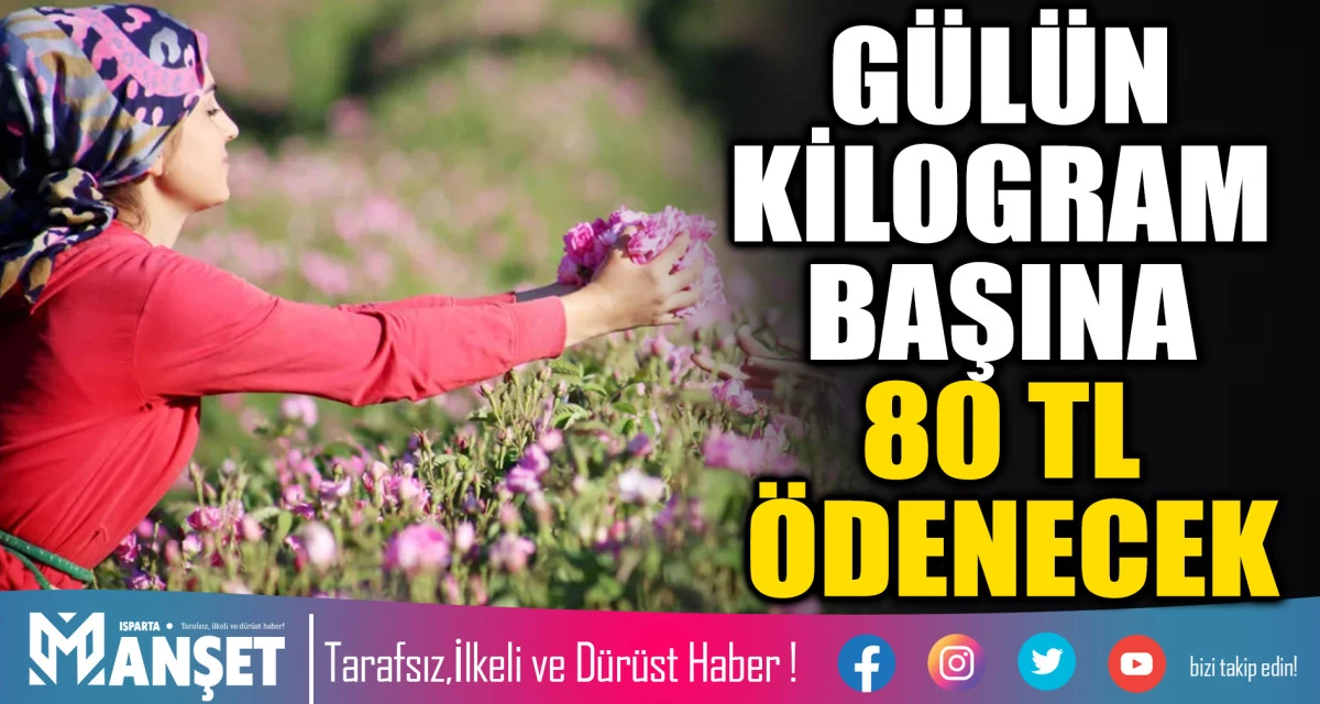 G&uuml;l &uuml;reticilerine sezon bitiminde Kilogram başına net 80 TL &ouml;denecek