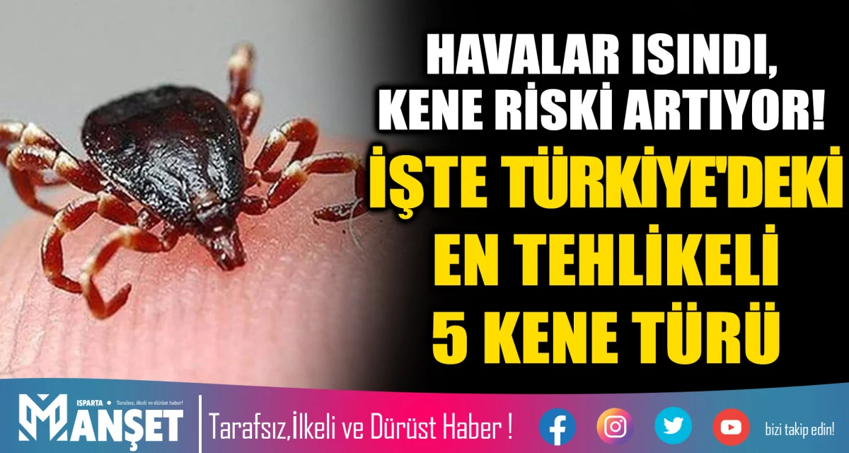 HAVALAR ISINDI, KENE RİSKİ ARTIYOR! İŞTE T&Uuml;RKİYE'DEKİ EN TEHLİKELİ 5 KENE T&Uuml;R&Uuml;