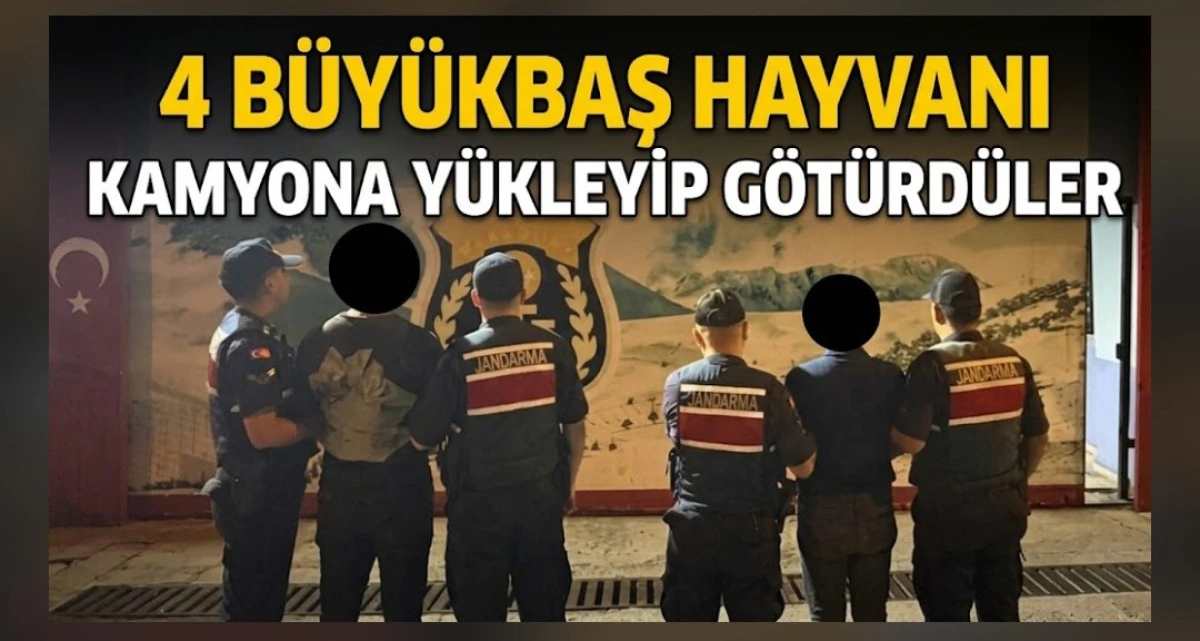 Isparta'da 4 büyükbaş hayvanı çaldılar