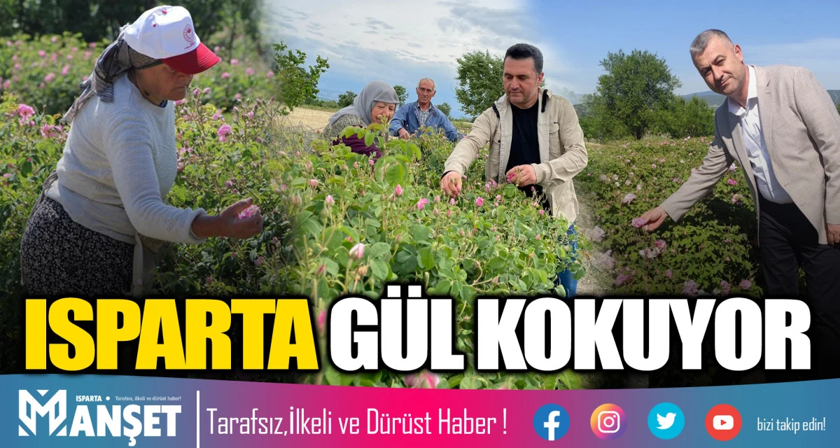 ISPARTA G&Uuml;L KOKUYOR