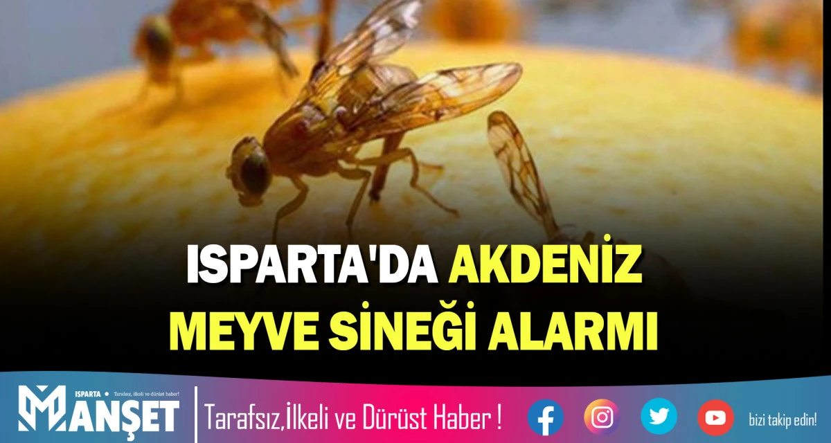 ISPARTA'DA AKDENİZ MEYVE SİNEĞİ ALARMI