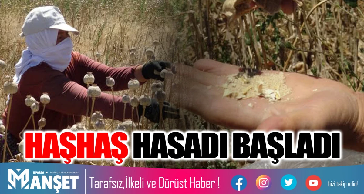 ISPARTA’DA HAŞHAŞ HASADI BAŞLADI