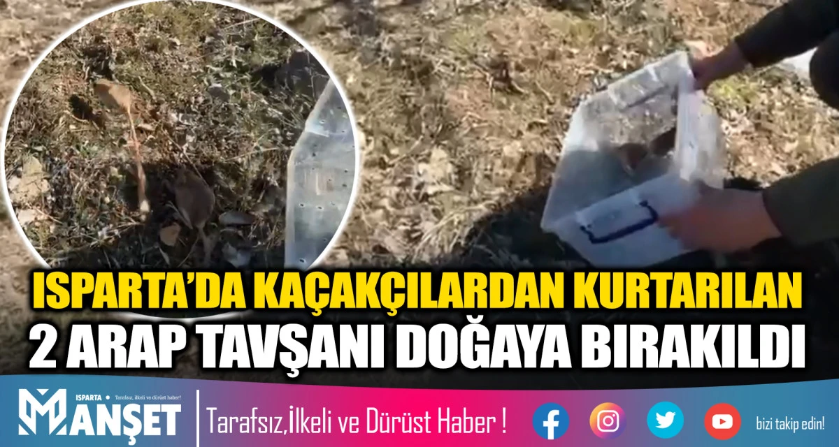 ISPARTA&rsquo;DA KA&Ccedil;AK&Ccedil;ILARDAN KURTARILAN 2 ARAP TAVŞANI DOĞAYA BIRAKILDI