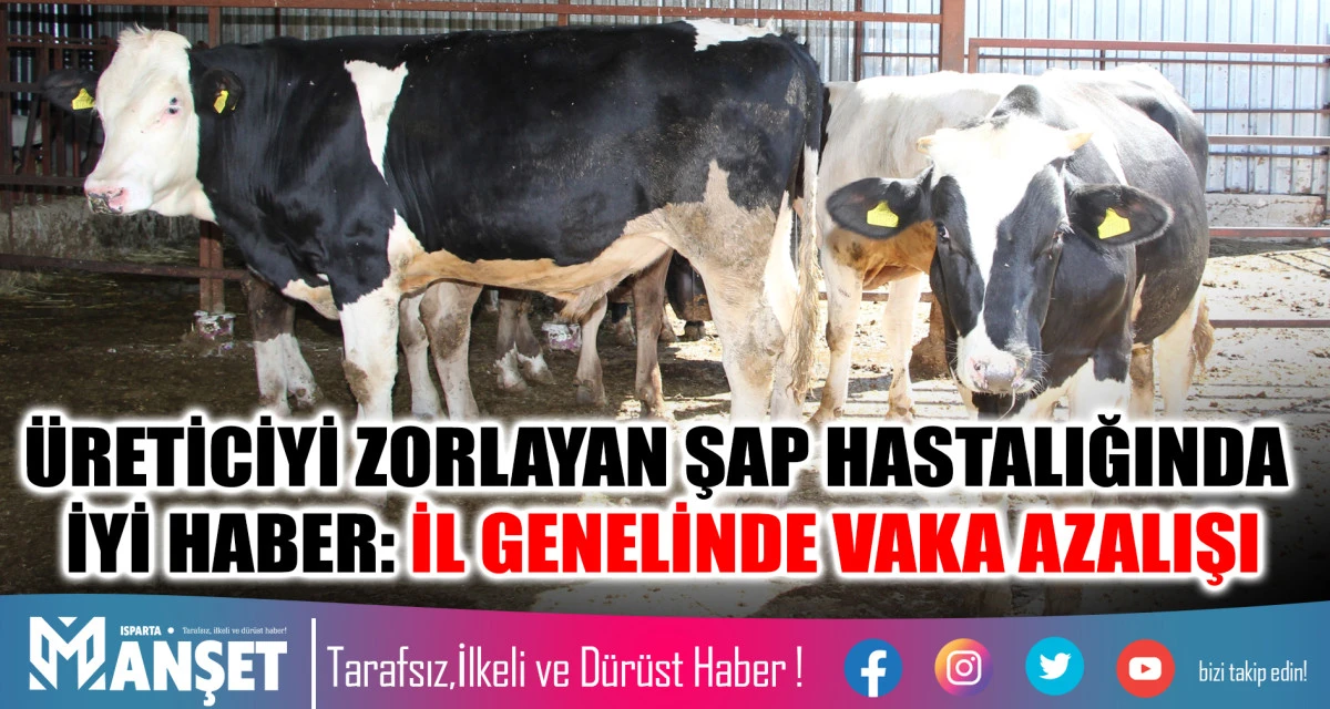 Isparta’da Şap Hastalığında Önemli Düşüş: Mihrak Sayısı 16–17’den 3’e Geriledi