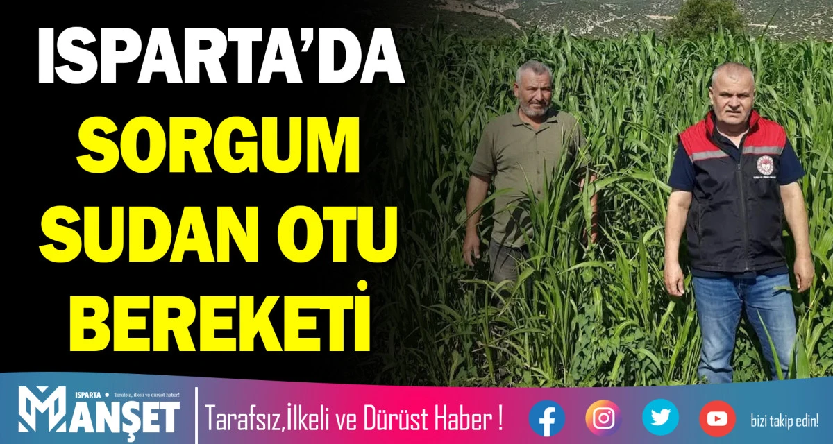ISPARTA&rsquo;DA SORGUM SUDAN OTU BEREKETİ