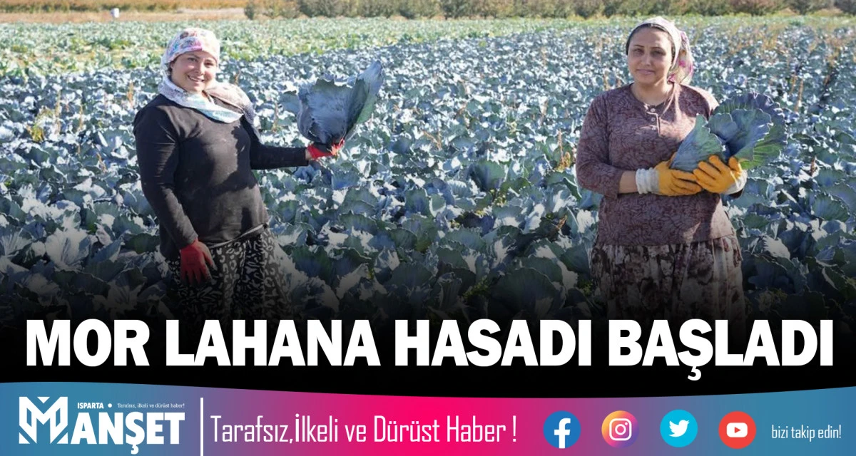 Mor Lahana Hasadı Başladı