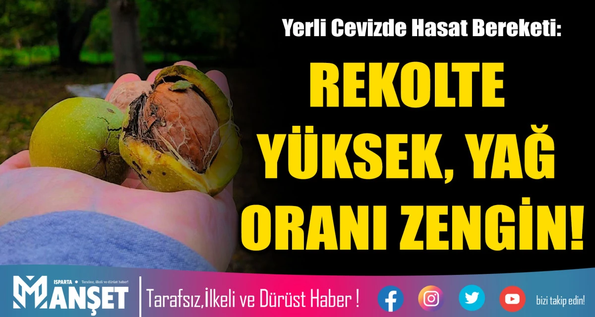 REKOLTE Y&Uuml;KSEK, YAĞ ORANI ZENGİN!