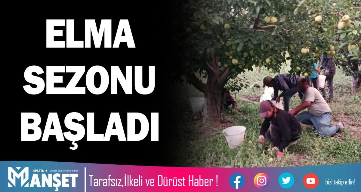 SENİRKENT&rsquo;TE ELMA SEZONU BAŞLADI