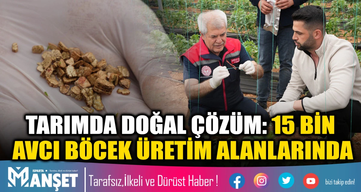 Tarımda Doğal &Ccedil;&ouml;z&uuml;m: 15 Bin Avcı B&ouml;cek &Uuml;retim Alanlarında