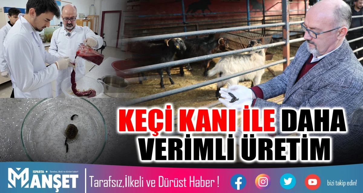 T&Uuml;BİTAK Destekli Projede Ke&ccedil;i Kanı S&uuml;l&uuml;k Yetiştiriciliğinde En &Uuml;st&uuml;n B&uuml;y&uuml;meyi Sağladı
