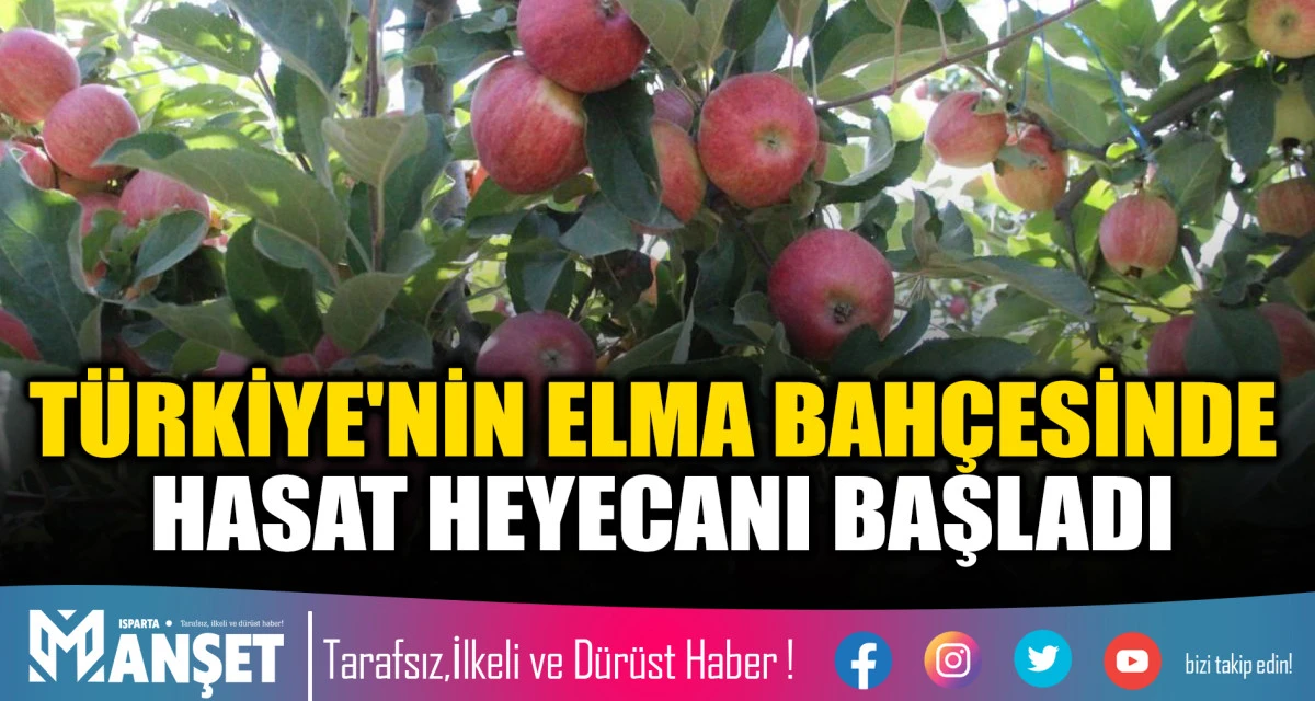 T&Uuml;RKİYE'NİN ELMA BAH&Ccedil;ESİNDE HASAT HEYECANI BAŞLADI