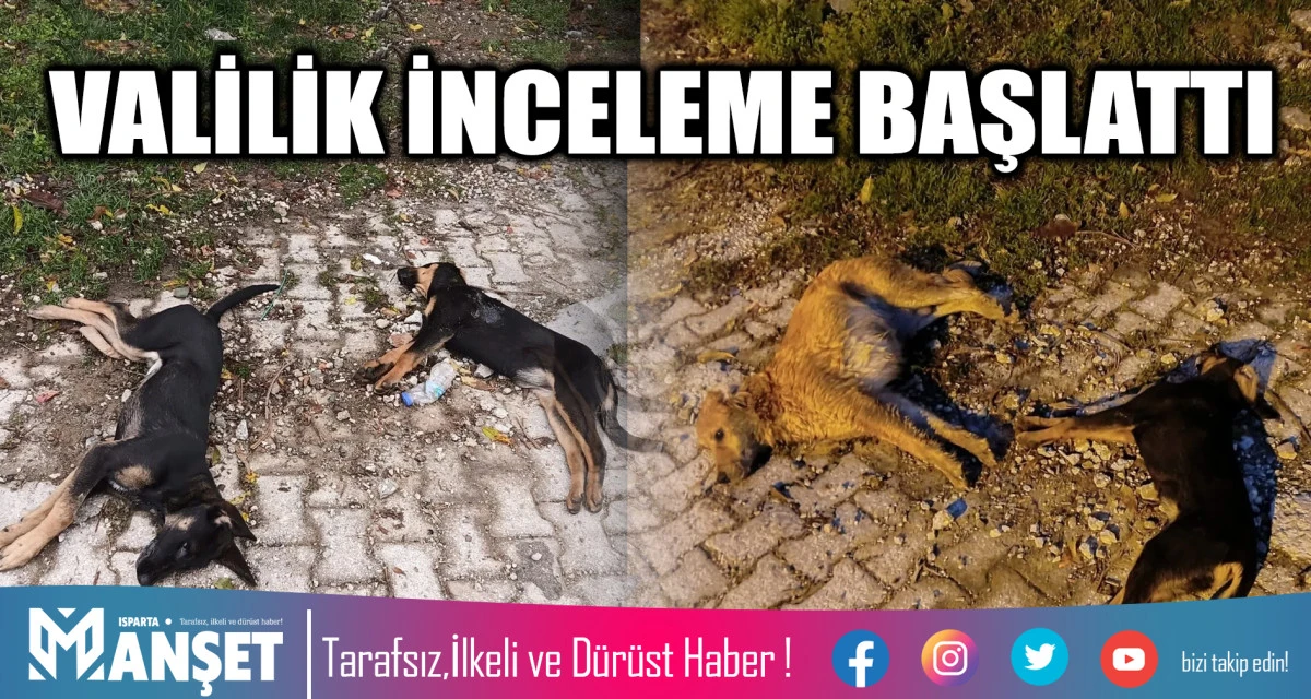 YALVAÇ’TA TOPLU KÖPEK ÖLÜMLERİ ÜZERİNE ISPARTA VALİLİĞİ İNCELEME BAŞLATTI