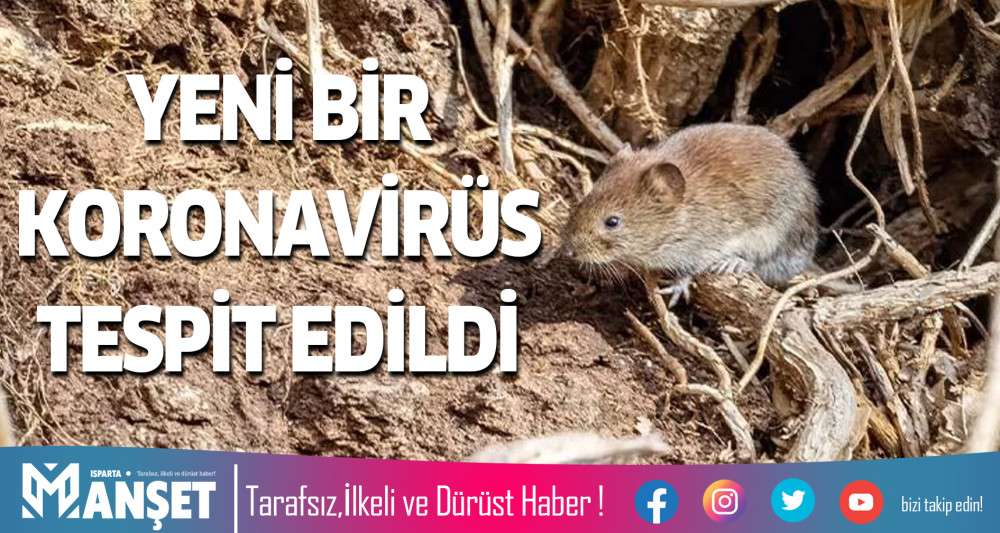 YENİ BİR KORONAVİR&Uuml;S TESPİT EDİLDİ